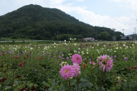 d200802.jpg